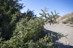 Condalia globosa pubescens