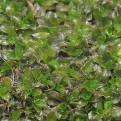 Syntrichia latifolia