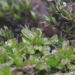 Syntrichia latifolia