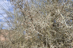 Sarcomphalus obtusifolius