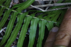 Blechnum punctulatum