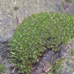 Syntrichia latifolia