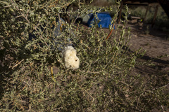 Asphondylia floccosa