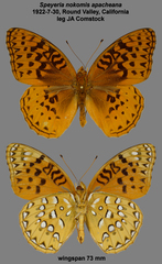 Speyeria nokomis
