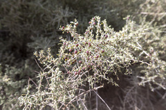 Condalia globosa pubescens