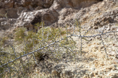 Condalia globosa pubescens