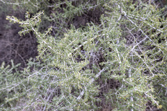 Condalia globosa pubescens