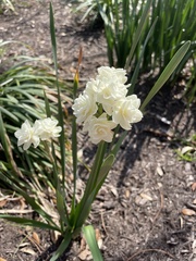 Narcissus