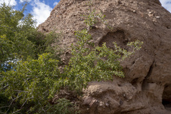 Condalia globosa pubescens