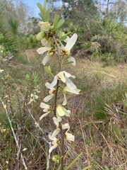 Asimina reticulata