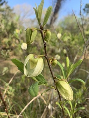 Asimina reticulata