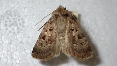 Chersotis multangula