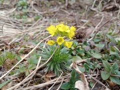 Draba aizoides