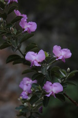 Podalyria calyptrata