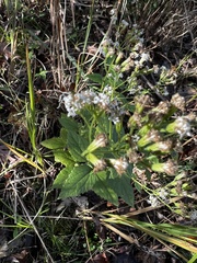 Ageratina aromatica