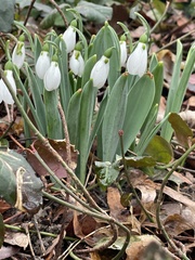 Galanthus elwesii