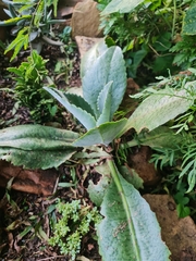 Kalanchoe gastonis-bonnieri