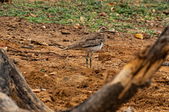Burhinus senegalensis