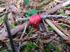 Pseudohygrocybe