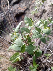Salvia cuspidata