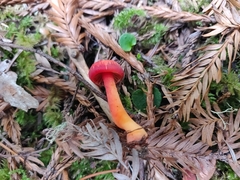 Pseudohygrocybe