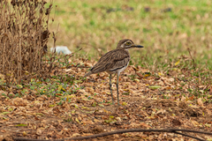 Burhinus senegalensis
