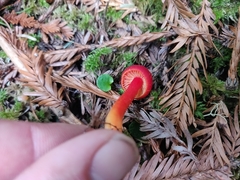 Pseudohygrocybe