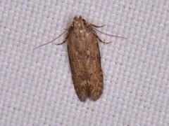Hypatima