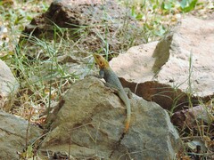 Agama agama