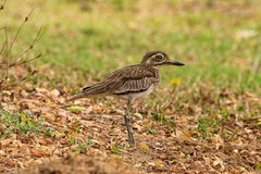 Burhinus senegalensis
