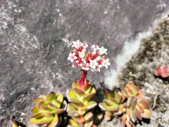 Crassula rubricaulis