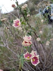 Philibertia gilliesii