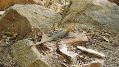 Agama agama