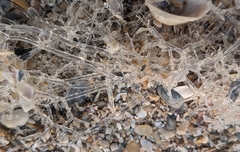 Amathia verticillata