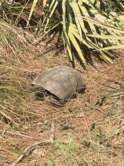Gopherus polyphemus