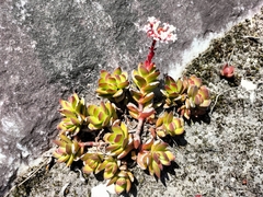Crassula rubricaulis
