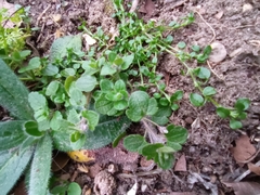 Veronica hederifolia-sublobata-triloba