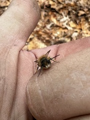 Osmia taurus