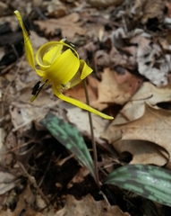 Erythronium