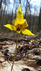 Erythronium