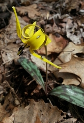 Erythronium