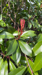 Photinia × fraseri