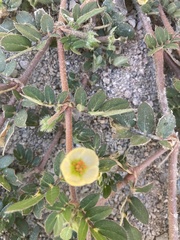 Kallstroemia maxima