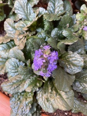 Ajuga