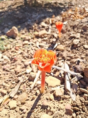 Haemanthus coccineus