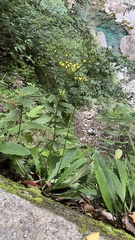 Ixeridium laevigatum