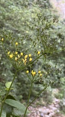 Ixeridium laevigatum