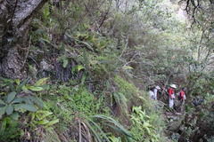 Blechnum punctulatum