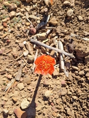 Haemanthus coccineus