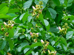 Amphilophium paniculatum